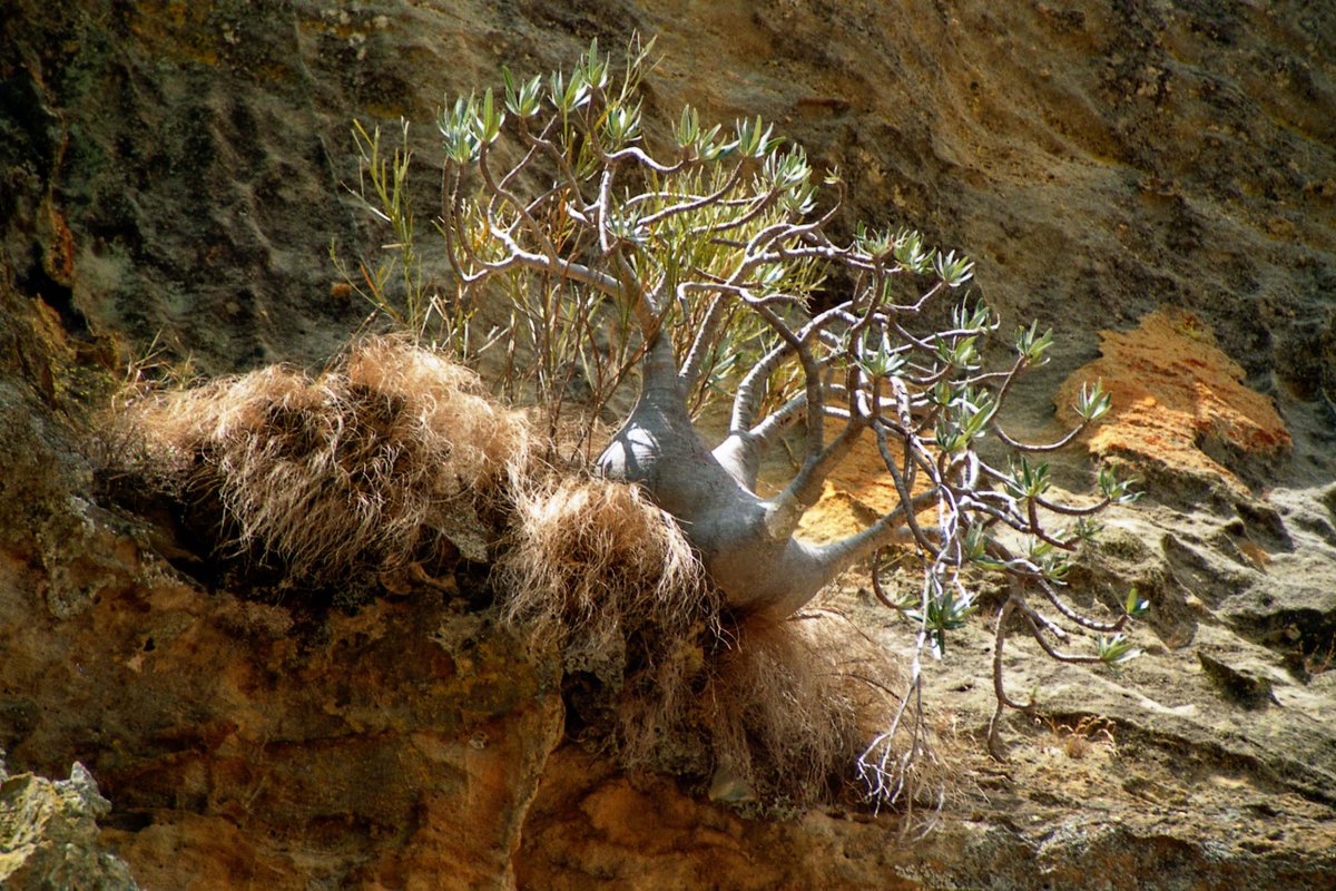 崖の上のグラシリス
Pachypodium rosulatum ssp. gracilius on the cliff
出典　flickr.com/photos/lonquet…