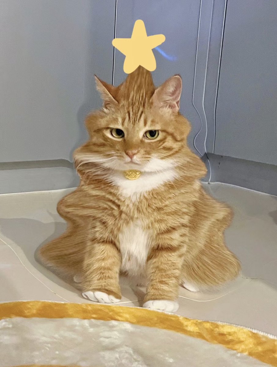 moe 🐈 tweet media