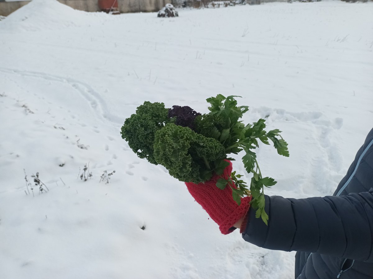 ojaurm's tweet photo. Lükkasime kasvuka katuse lumest puhtaks ja võtsime sealt seest täiesti kõlblikke/söödavaid lehtkapsast ehk kale ja peterselli :) #talv https://t.co/Z5gEqL52zK