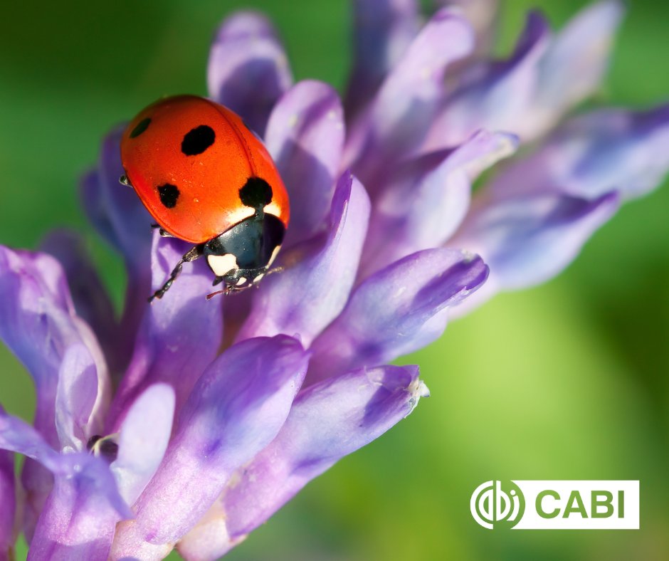 Ndayizeyetheon6's tweet photo. #BiologicalPest 🪳Control measure which means Involving #Naturalenermies ,living organisms such as:(Predators , parasitoids,..) or it's products is Sustainable,eco friendly and long term pest Management strategies and can slow down pest resistance.
@CABI_Knowledge @FAORwanda https://t.co/c0rokmYuYl