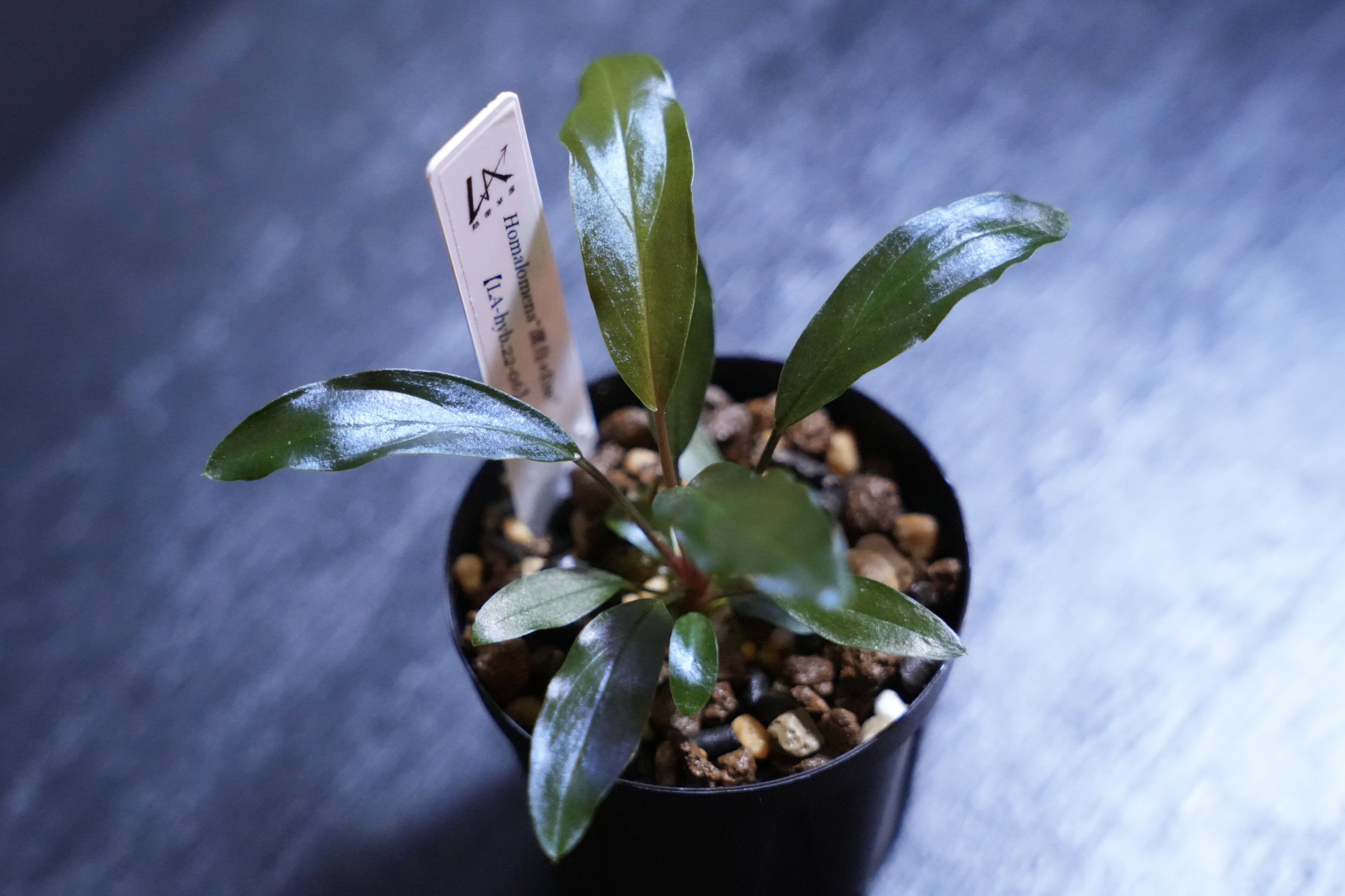 Homalomena “濡烏xEuc”[LA-hyb.22-06] maru🌱 on X: 