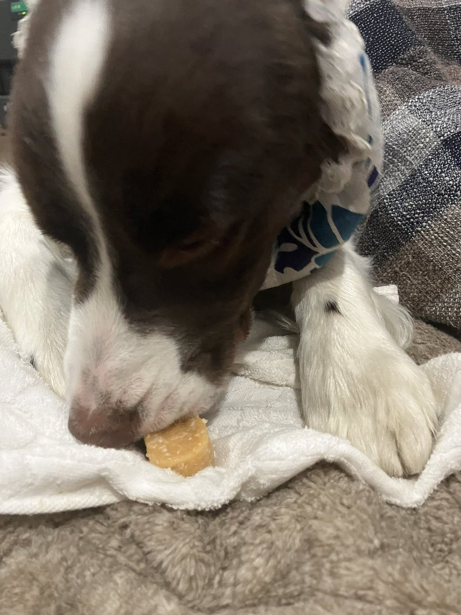 Gio_nomainichi's tweet photo. 最近のお気に入り🧀🧀
#犬のいる暮らし
#犬好きさんと繋がりたい
#イングリッシュスプリンガースパニエル
#EnglishSpringerSpaniel
#ヒマチ https://t.co/6E0NTs7VV0