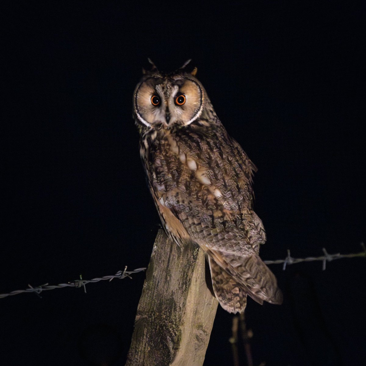 A Long-eared Owl on a roadside fencepost near Thurso last night 😻 Also saw 3 Barn Owls hunting the verges nearby @CaithnessBirds