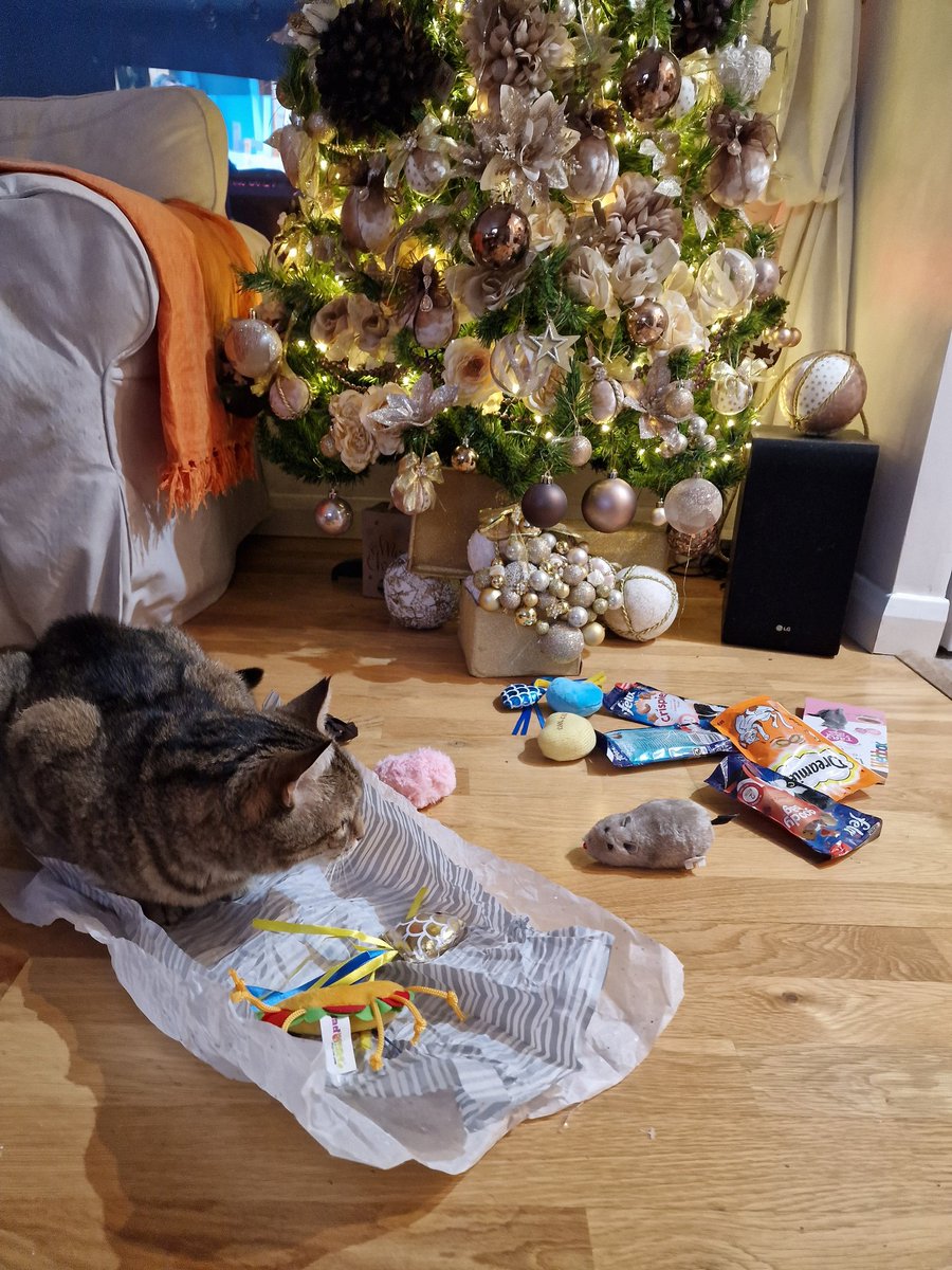 I was so fortunate to receive so many gifts , I have decided as a treat to wait until hooman wants to go to bed to play with them #CatsOfTwitter ##CatsOnTwitter