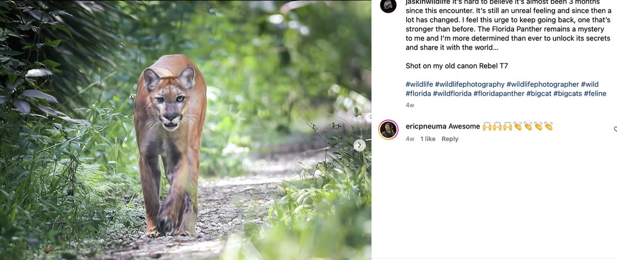 Have you heard of the Florida panther?   One has been seen on my property but no photos since when my trainer saw it he had no camera.  This is one captured on photo by JAskinWildlife (on Instagram.)
#Animals 
#Animallover
#Florida #FloridaPanther
#Panthers