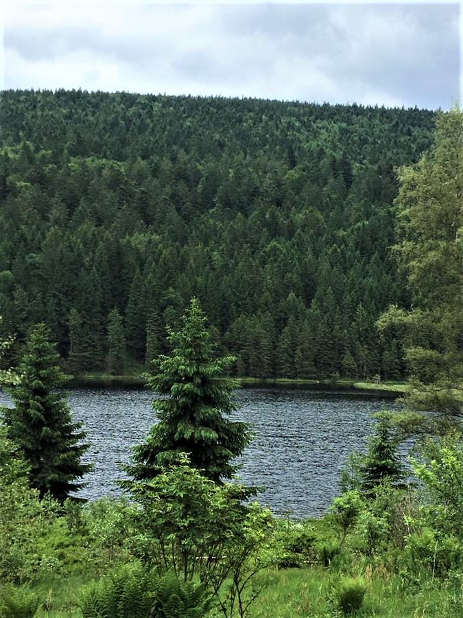 Repetition
When you explain to children in nature that a tree is alive, that communicates with other trees, that it breathes in and out and that trees also sleep at night, you create an understanding, and what children understand they will protect throughout their lives.💚🌳🌲🍀