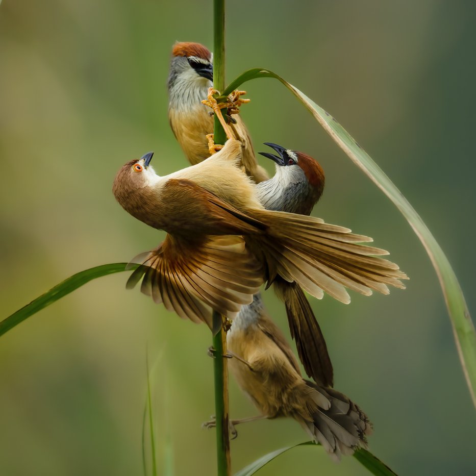 Lovely birds in China🐦 tweet media