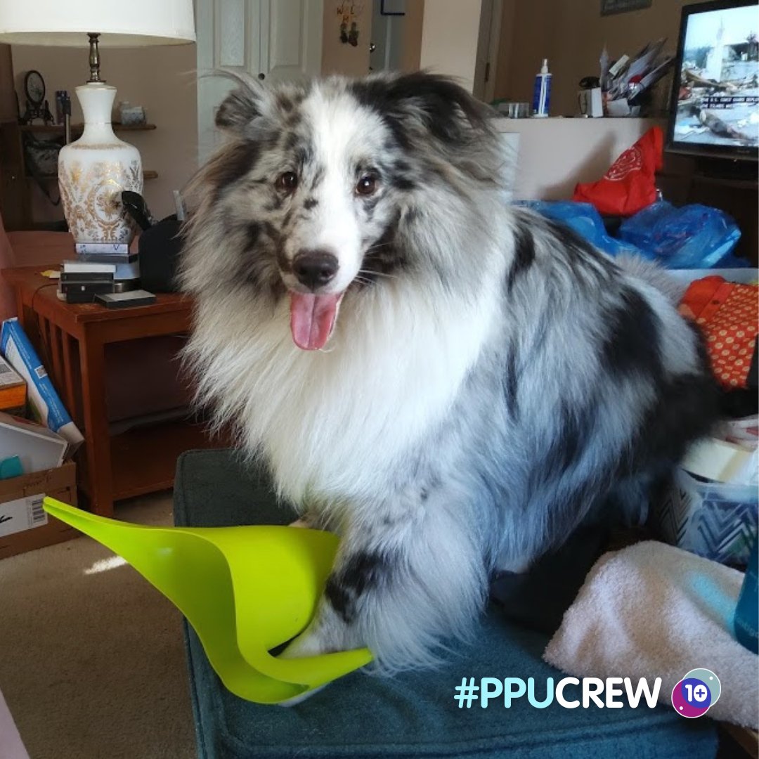 PetsPlusUsIns's tweet photo. "This is 5-year-old Breeze and he came with a 6-week trial of Pets Plus Us from the breeder and it has been a lifesaver. Thank you for being there when we need you. Happy 10th Anniversary." -Betty-Mae, #PPUCrew

Tag us and use #PPUCrew to have your pet featured! https://t.co/5CAFGwWluP