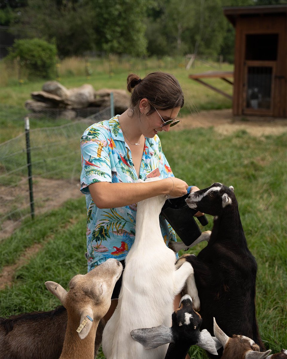 TylerPlace's tweet image. Izzy: Clubhouse Director and resident goat expert
• 
• 
• 
@izzydunn_