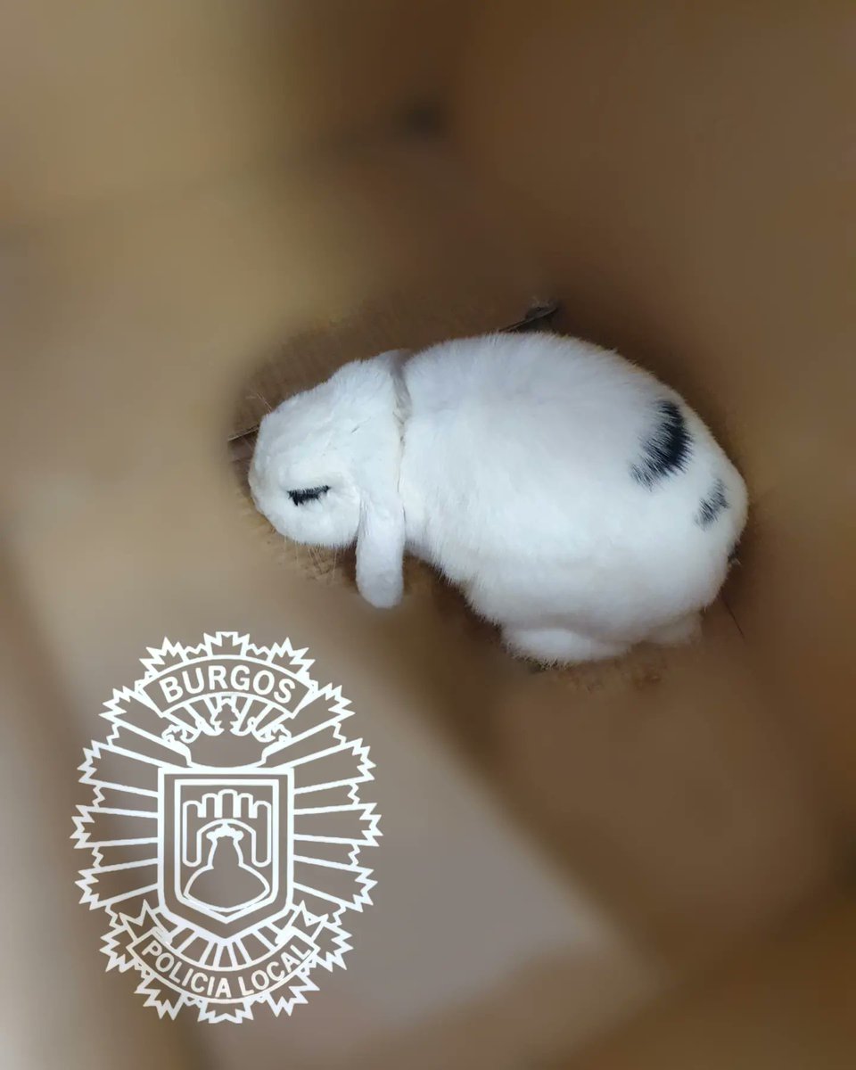 PoliciadeBurgos's tweet photo. Este conejo ha sido entregado en nuestras instalaciones de Avda. Cantabria 54, si es tuyo y se te ha escapado pásate por Objetos Perdidos o llámanos al ☎️ 947288862. https://t.co/tcXfXFKzUD