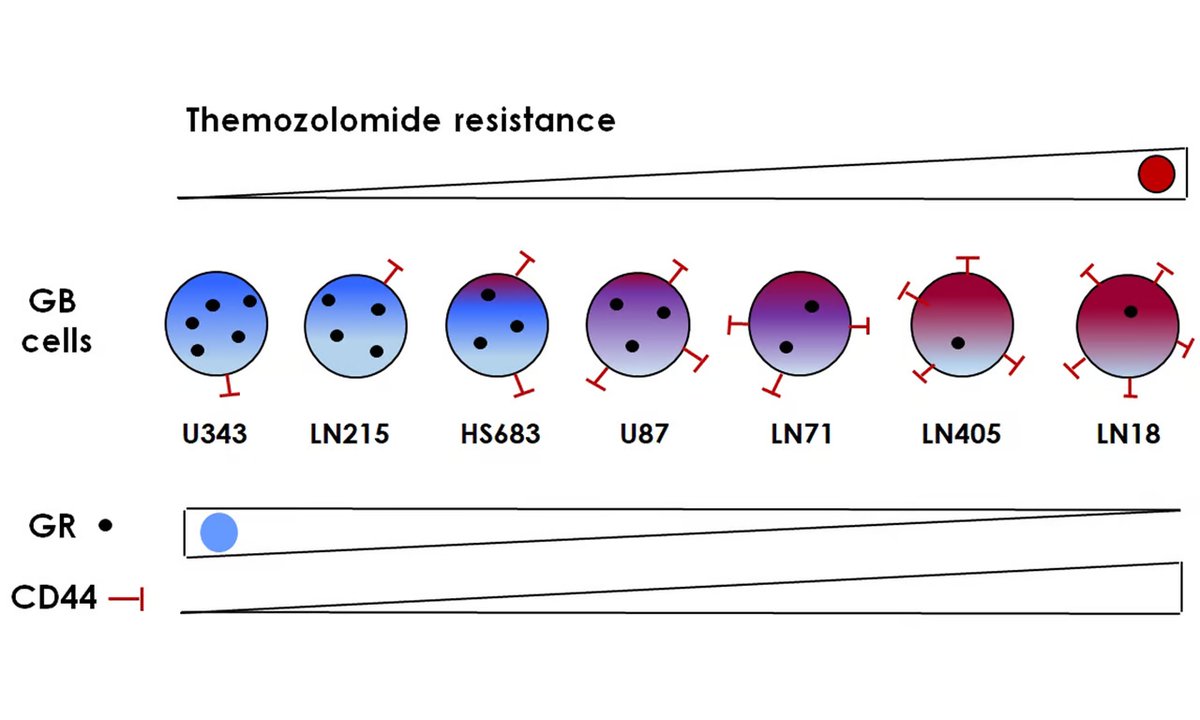 OAE_JCMT's tweet photo. 🧐Important: Differential expression of #PGs and #CS/#HS content contribute to the heterogeneity of GB cells, and #CD44 and #NR3C1 might be informative biomarkers for #TMZ resistance.
🔗PDF:https://t.co/yvZ1Dfo5gL https://t.co/PKj3SwO8b2