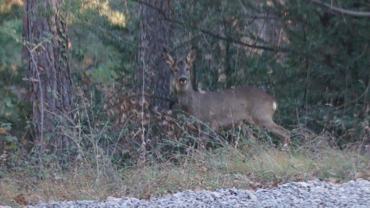 jmpicasprat's tweet photo. Animalots d’avui #xoriguer #bernatpescaire #cabirol #mallerengapetita #lluer #parcnaturalcadímoixerò #casserres #berguedà #rutadelamallerengapetita #ocells #ocelldavui #ocellsdecatalunya #birds #ocellar https://t.co/GYMF4471K0
