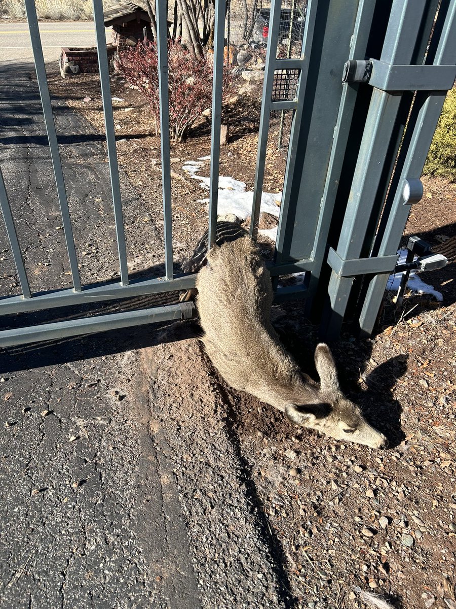 Coming through with a wildlife rescue today. 

This young doe was caught in a gate Tuesday near Durango, and assistant area wildlife manager Steve McClung was able to push it out to save its life.