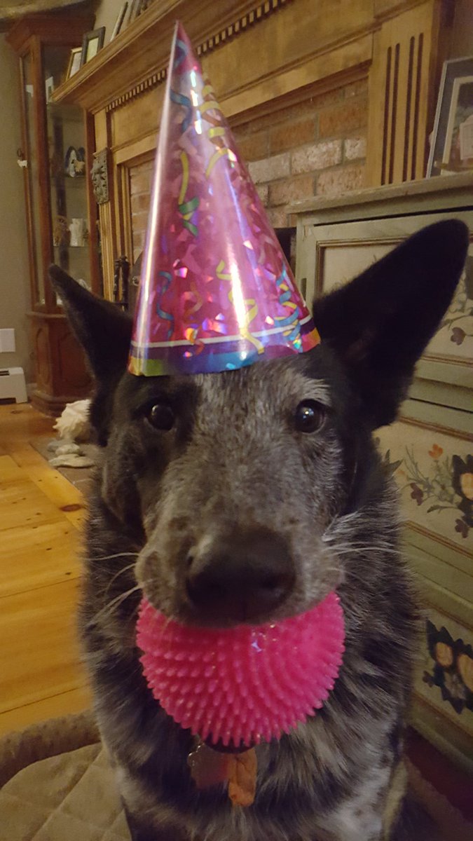 TrueBlueBodhi tweet media