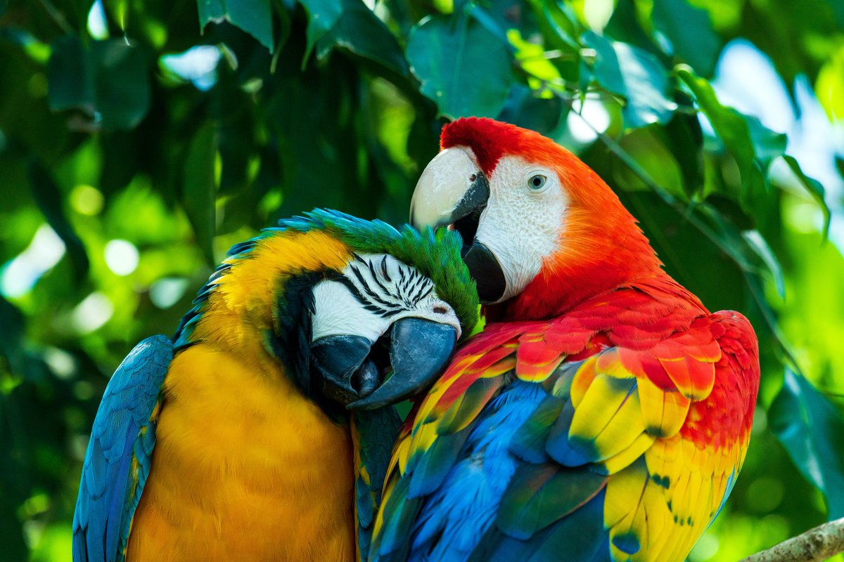 Macaw mates 🦜🦜💕🇦🇺

These two birds grew up together and now live happily at Birdworld Kuranda in Australia. Blue and Gold Macaw on the left and Scarlet Macaw on the right 

#love #family #nature #NaturePhotography #Wednesdayvibe #HappyEnding #photography