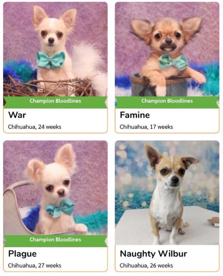 looking to adopt and it seems like i have my choice of the four horsemen of the apocalypse