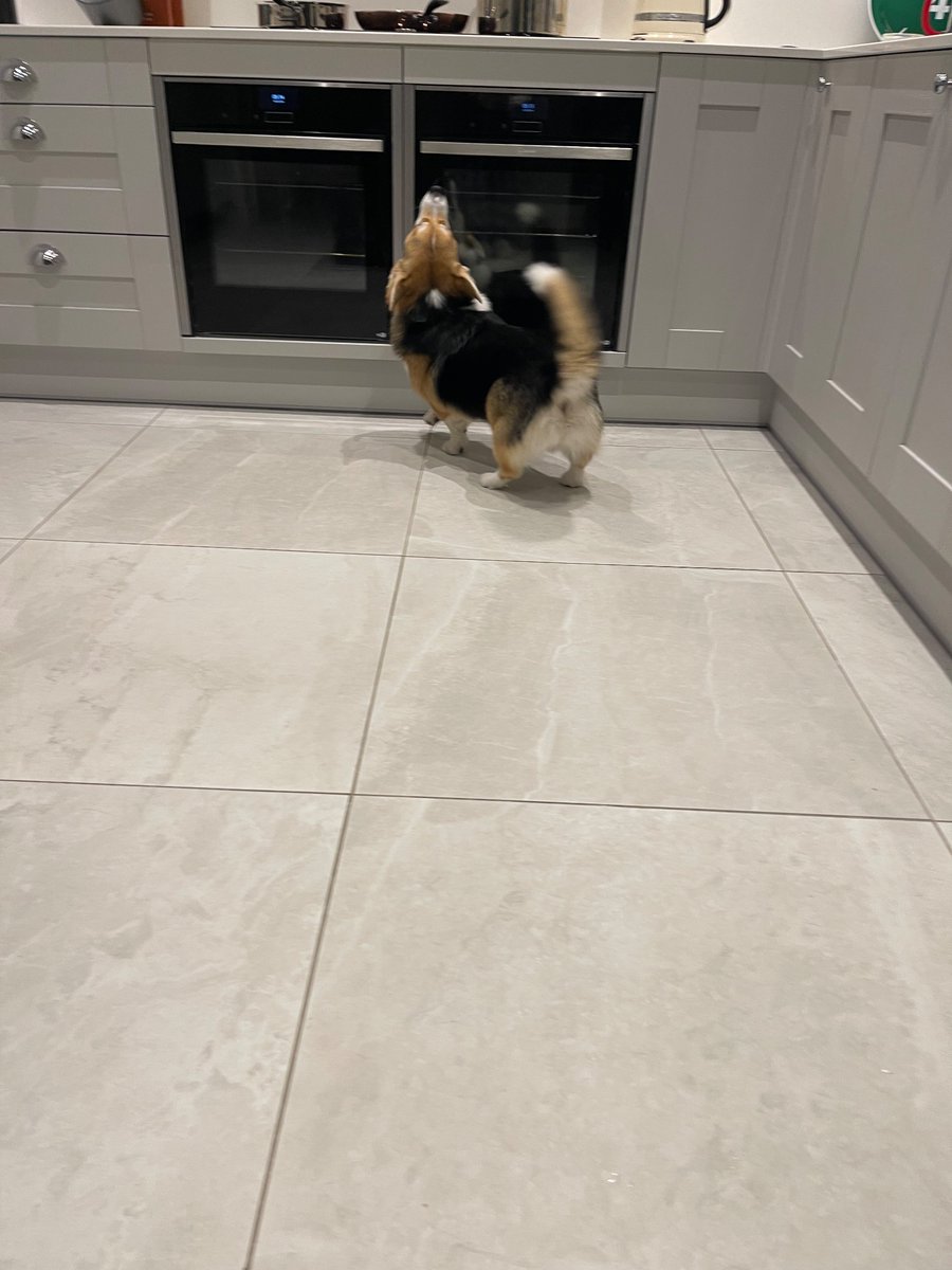 Gatsby_thecorgi's tweet photo. The love of foodโฆ โค๏ธ๐คญโฆwhen Gatsby hears the pans โฆ.he comes running into the kitchen ๐คฃ๐พ๐
#food #cooking #Corgi #Corgicrew #foodappreciation https://t.co/vW0NoS373T