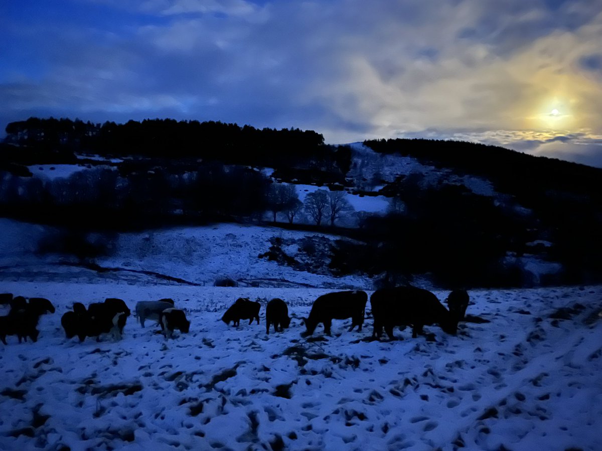 howemill's tweet photo. Checking #TheWeeMob under a just-past-full moon.

Absolute legends this lot, horrendous weather today, so they hunkered down as a group and then came to fill their bellies as soon as the weather had calmed. 

All full, very settled and looking grand. 
Still #WorkingForWaders https://t.co/L5d377T6NV