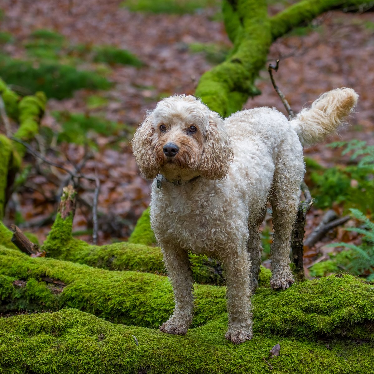 walthollick's tweet photo. Teddy Certainly enjoys the rain and muck - A couple from todays very wet walk.

#DogCelebration @dogcelebration #Dogs 
#nikonphotography https://t.co/ILOxt48uYD