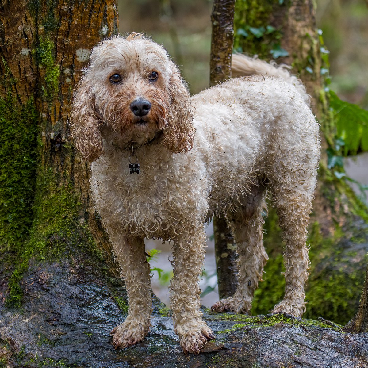 walthollick's tweet photo. Teddy Certainly enjoys the rain and muck - A couple from todays very wet walk.

#DogCelebration @dogcelebration #Dogs 
#nikonphotography https://t.co/ILOxt48uYD