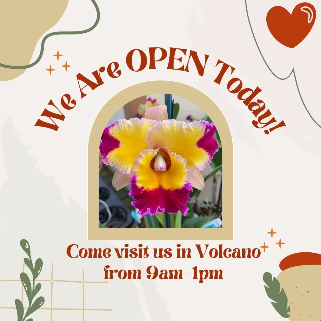 We hope you had a wonderful Christmas!  We're OPEN today from 9am-1pm!  Come visit us if you're in the area.  After this we'll be taking some days off for the rest of the year.  The store will re-open on January 3.
#opentoday #orchidsinvolcano #holidayhours #akatsukaorchid