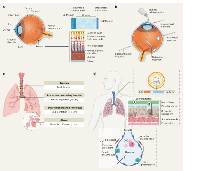 NatureNano's tweet photo. New content online: Strategies for non-viral vectors targeting organs beyond the liver https://t.co/3TNI6R4a6c https://t.co/SN9PLKAxHJ