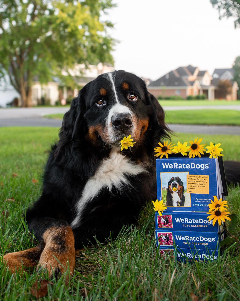 WeRateDogs tweet media