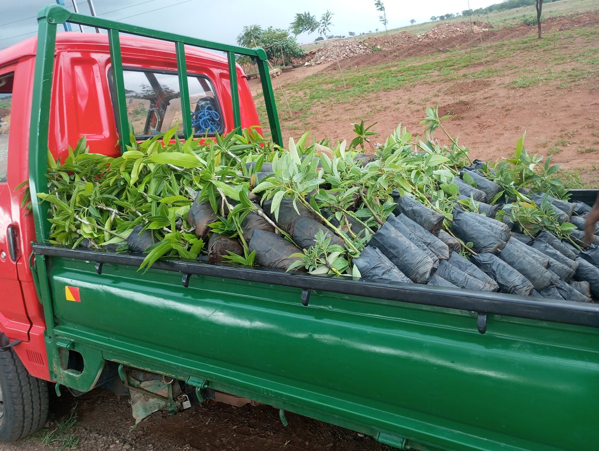 All the way from Neno district they came to buy hass avocado Seedlings from @FarmsPikho nursery in Lilongwe. Remember, the market for hass Avocado fruits is readily available. Current price K1500. WhatsApp 0888160201 or phone call +265 993 71 16 33. pikhofarms@gmail.com