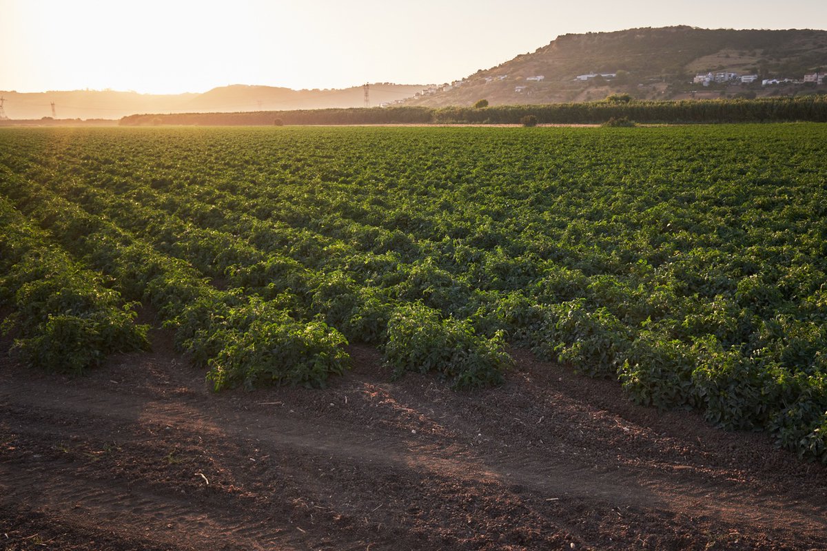 anipla_com's tweet photo. Segundo o mais recente documento apresentado pela Comissão Europeia - Perspetivas Agrícolas da UE para 2023-2035 - a resiliência dos agricultores da União Europeia continuará a ser posta à prova. Saiba tudo, aqui 🌱👉https://t.co/X6ppgM6Wlg
#anipla #agricultura https://t.co/WoNgzj928v