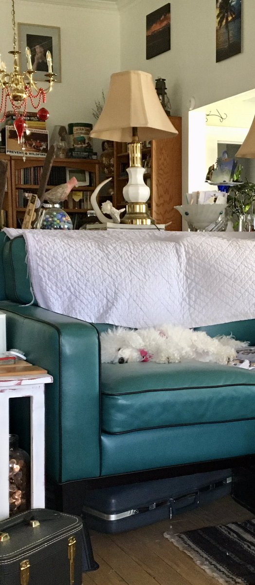 LittleBearconvo's tweet photo. We are just lazing around the house today, nothing on the schedule and loving it! #Lazy #DogsofTwitter #DogsatHome #DogsAreFamily https://t.co/YXFvFxcrIG