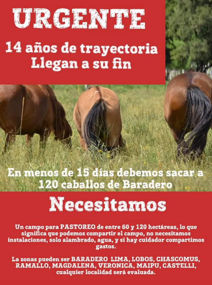 🙏🚨🙏SEGUIMOS EN LA BÚSQUEDA DE UN CAMPO 🙏

Tenemos menos de 15 días para sacar los caballos de Baradero, estamos desesperados por conseguir un lugar de manera URGENTE.

Si no conseguimos lugar lamentablemente no podremos sostenernos en el tiempo por los ⬇️