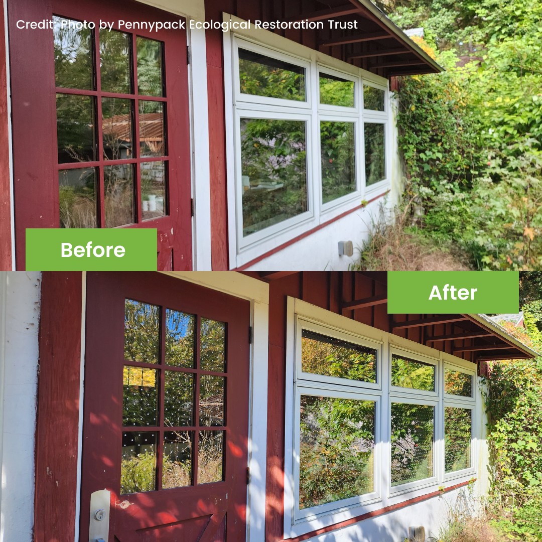 FeatherFriendly's tweet image. We love these beautiful before and after installation photos from Pennypack Ecological Restoration Trust.

Thank you for doing your part to protect the birds in your community 🤍

#birdcollisions #birdfriendlybuildings #windowcollisions #windowmarkers