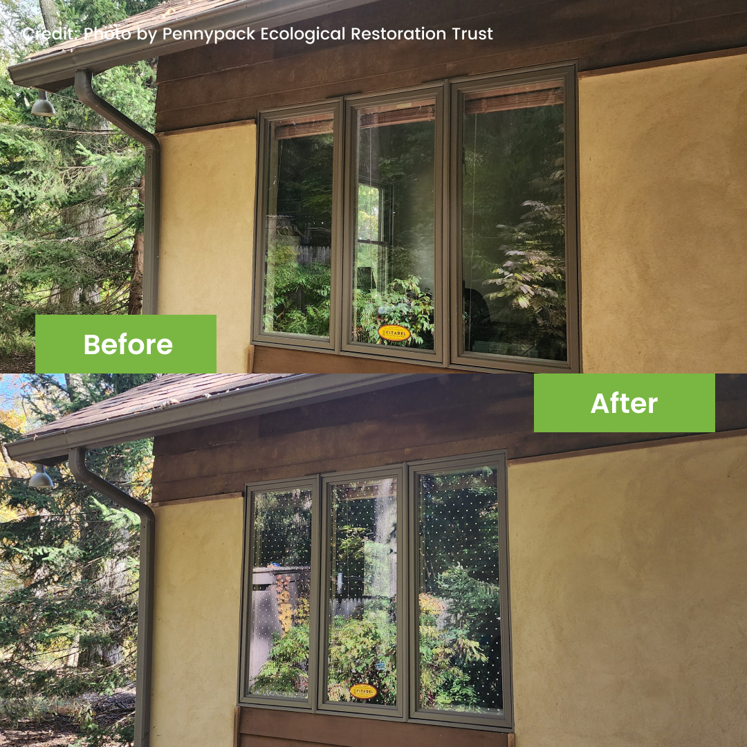 FeatherFriendly's tweet image. We love these beautiful before and after installation photos from Pennypack Ecological Restoration Trust.

Thank you for doing your part to protect the birds in your community 🤍

#birdcollisions #birdfriendlybuildings #windowcollisions #windowmarkers