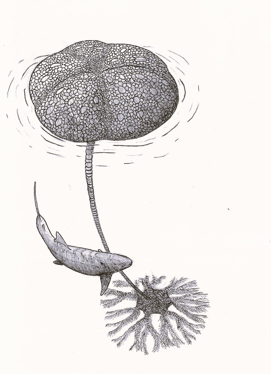 BVisigodo's tweet image. &quot;Inversion&quot;, A Eastmanosteus calliaspis swims around a large floating Scyphocrinus elegans
#paleoart  #devonian #Scyphocrinus #crinoid #Eastmanosteus #Placoderm #fish