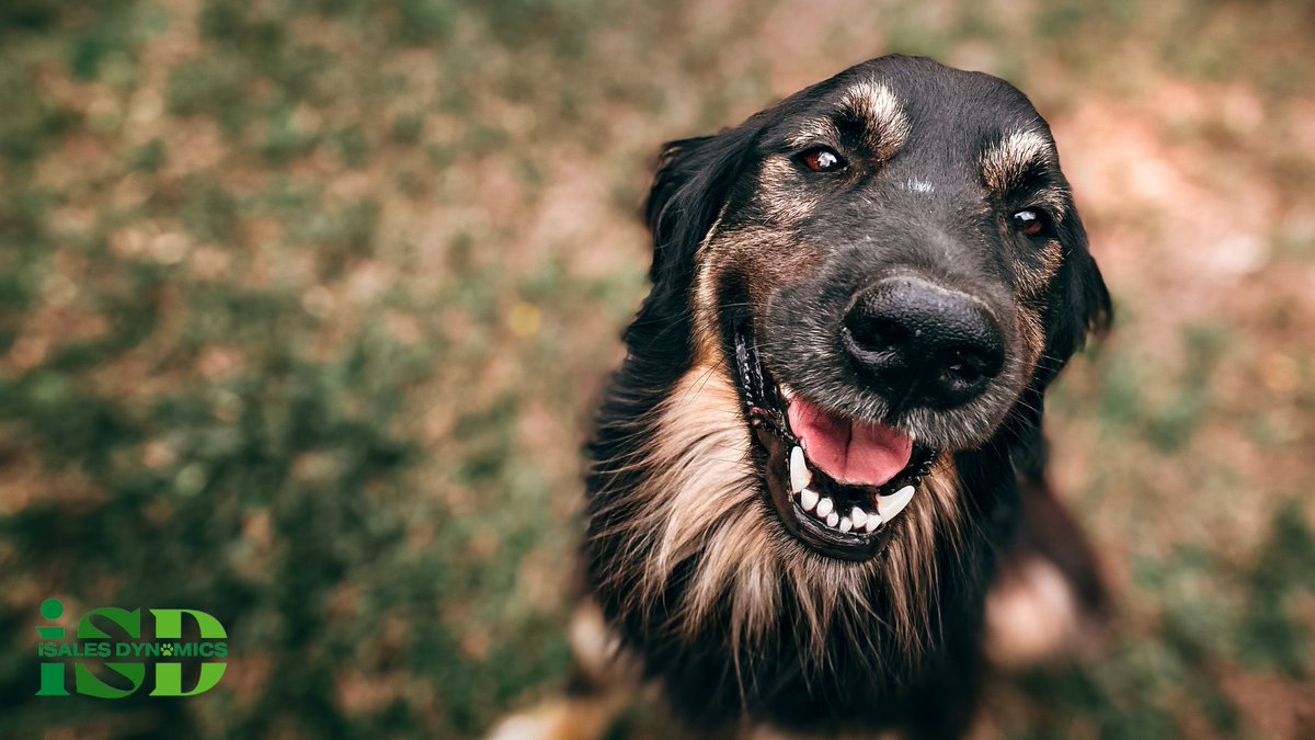 🐾 When your B2B prospect says, "Bark up the wrong tree," it's time to reassess your approach. 🌳Tailor your pitch to their needs! #SalesWisdom #B2BProspecting #Adapt