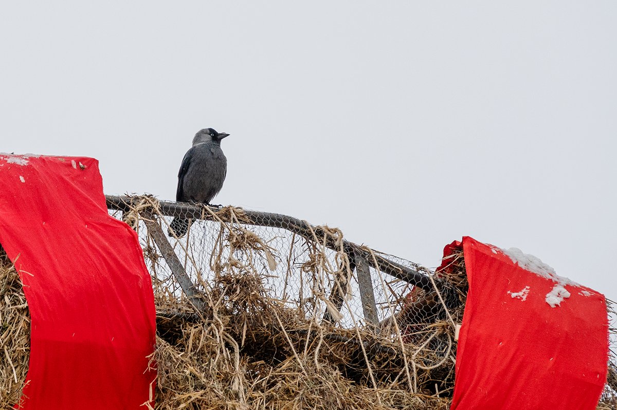 Gavlebocken's tweet photo. On the third day of Christmas Gävle gave to me 
Three hungry jackdaws
Two little mallards
And a blackbird in one of the trees. https://t.co/DSELjYcHDj
