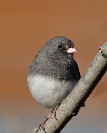 NewfoundRegion's tweet image. Due to the weather, we are rescheduling tomorrow's drop-in birding at Grey Rocks to Sunday, December 31st 9-11am- join us to learn about local birds, make a birding journal, and explore the trails! More info at NewfoundLake.org/events #exploreNewfound