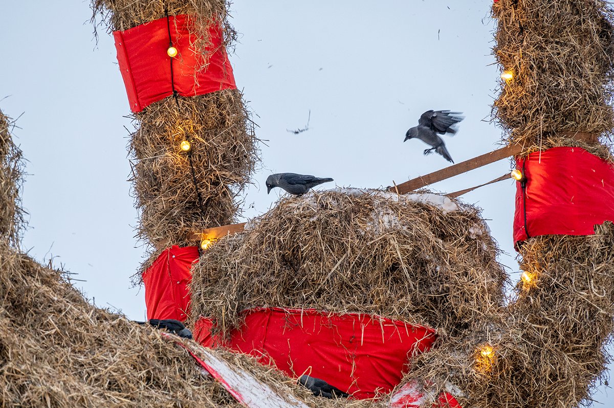 Gavlebocken's tweet photo. On the third day of Christmas Gävle gave to me 
Three hungry jackdaws
Two little mallards
And a blackbird in one of the trees. https://t.co/DSELjYcHDj