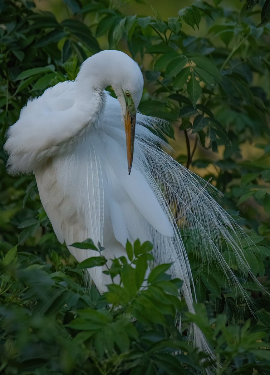 GOOD MORNING #TwitterNatureCommunity & Happy #WaderWednesday 📸 Here’s a great Egret preening our Aigrettes while it awaits its mate return with nesting materials. I love how the lush greenery matches it’s bright green lore. #TwitterNaturePhotography #BirdsOfTwitter #birds