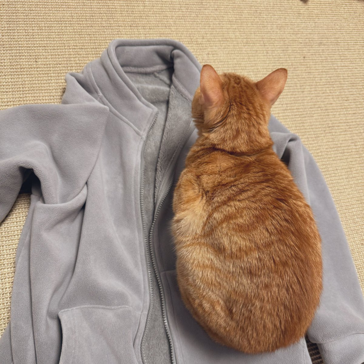 Frey轰轰 tweet media