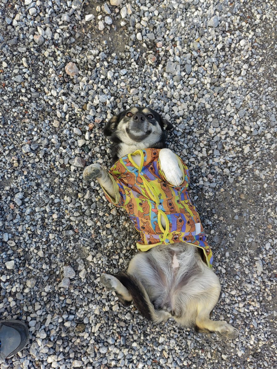 Hem sırıtan hem yayım yayım yayılan cipiscins cüce çomar yuva veya güvenli bahçe arıyorr
📍İzmir ve çevresi
📌Kısır, dişi, iç dış parazitlerini yaptırıcam