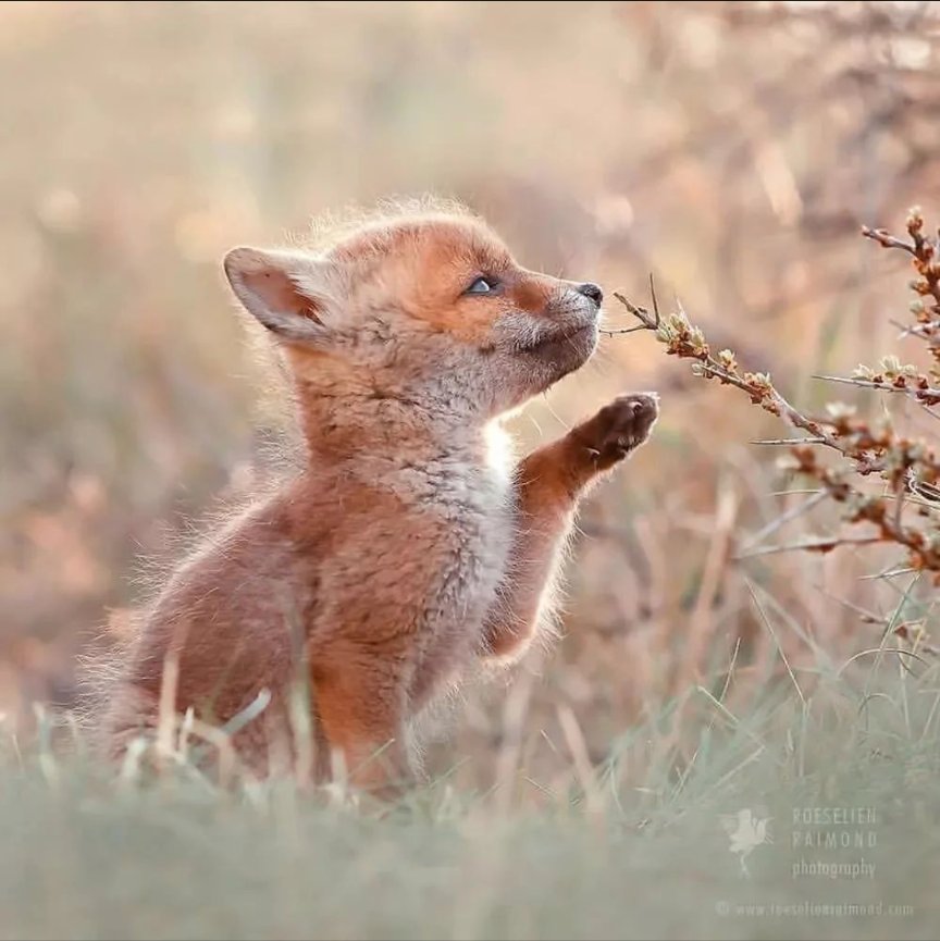 FoxGazerTales's tweet image. Little Fox 🦊

📷: roselinenraimond #fox #foxeyes #foxy #fennecfox #Iceland #vulpesvulpes #animal #silverfox #petfox #happyfox #urbanfox     #wildlifephotography #wildlife #WinterSolstice
