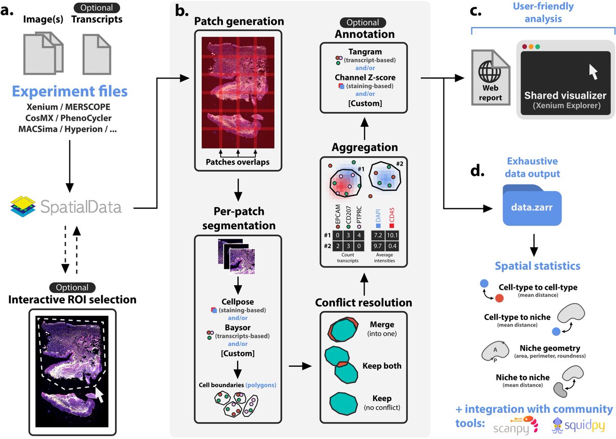 Kevin Mulder (@kevinmulder19) on Twitter photo Along with Quentin Blampey, Paul-Henry Cournède and <a href="/FGinhoux/">@realFlorentGinhoux</a>
We are excited to share SOPA!
A technology-invariant pipeline for analyses of image-based spatial-omics. Compatible with <a href="/10xGenomics/">10x Genomics</a>, <a href="/vizgen_inc/">Vizgen</a>, <a href="/miltenyibiotec/">Miltenyi Biotec</a>, <a href="/AkoyaBio/">Akoya Biosciences</a> and more!
biorxiv.org/content/10.110… Along with Quentin Blampey, Paul-Henry Cournède and <a href="/FGinhoux/">@realFlorentGinhoux</a>
We are excited to share SOPA!
A technology-invariant pipeline for analyses of image-based spatial-omics. Compatible with <a href="/10xGenomics/">10x Genomics</a>, <a href="/vizgen_inc/">Vizgen</a>, <a href="/miltenyibiotec/">Miltenyi Biotec</a>, <a href="/AkoyaBio/">Akoya Biosciences</a> and more!
biorxiv.org/content/10.110…