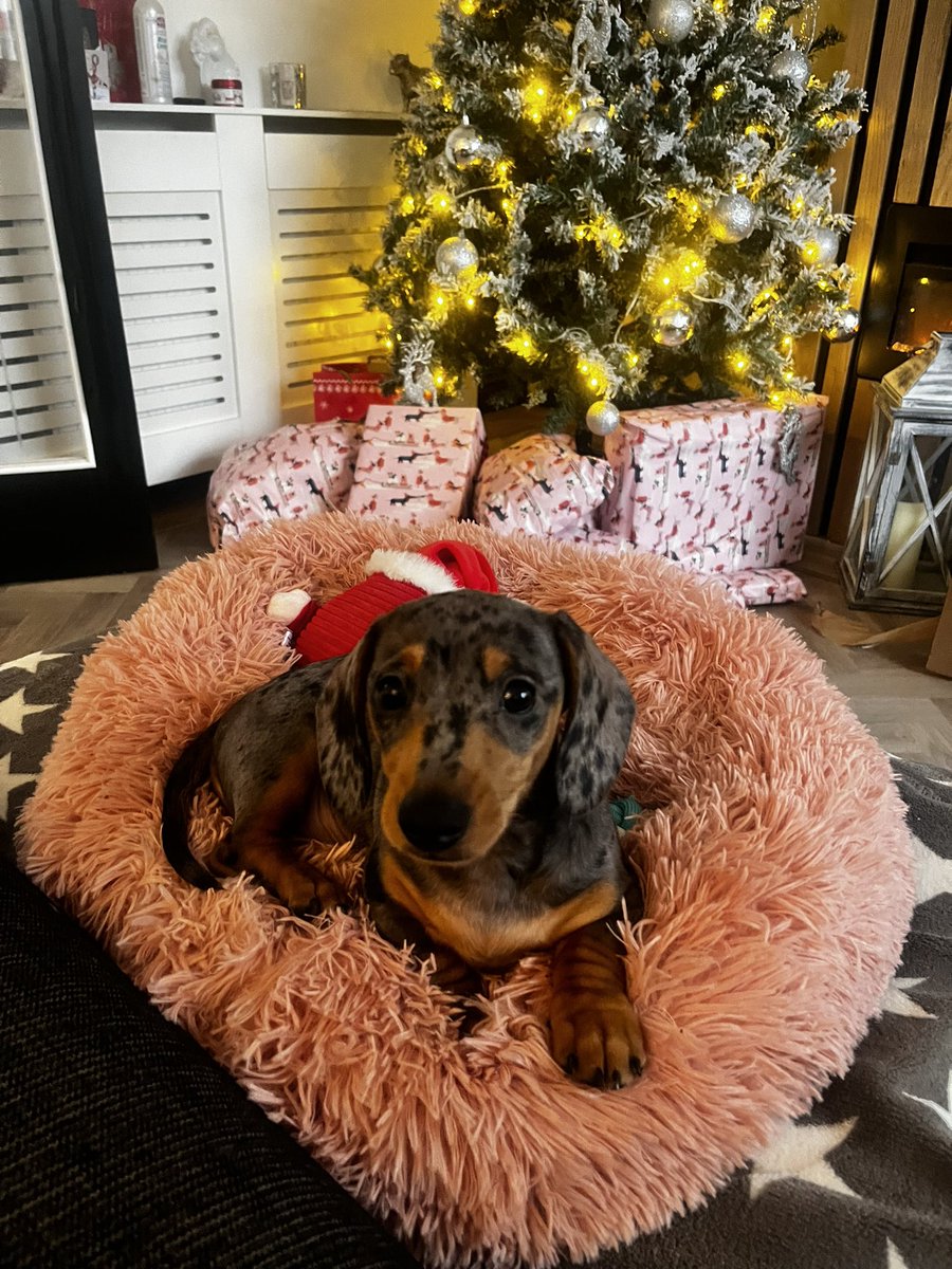 Welcomed this wee cutie to the family.

                          Daisy 🌸