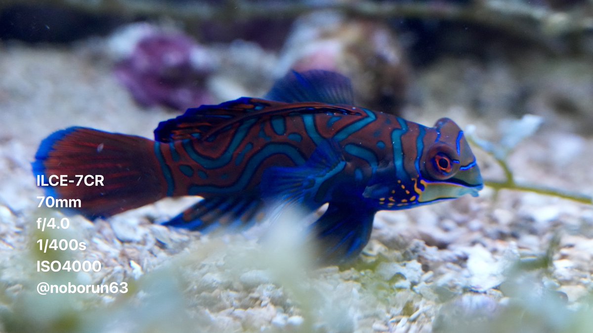 noborun63's tweet image. ニシキテグリ 
みなとやま水族館 

#水族館好きな人と繋がりたい 
#写真好きな人と繋がりたい 
#mandarinfish 
#これソニーで撮りました