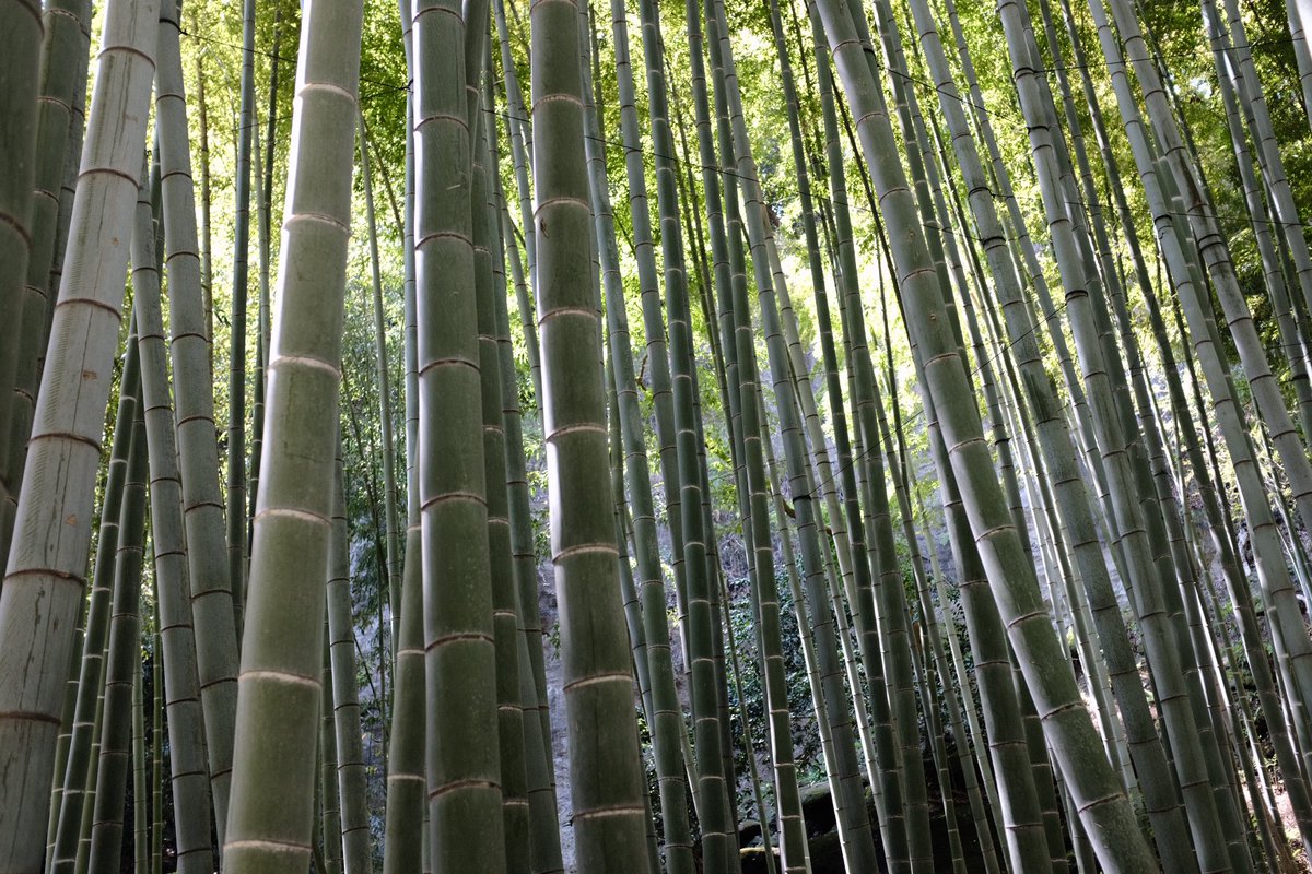Growth—
#fujifilmx100f #bamboo