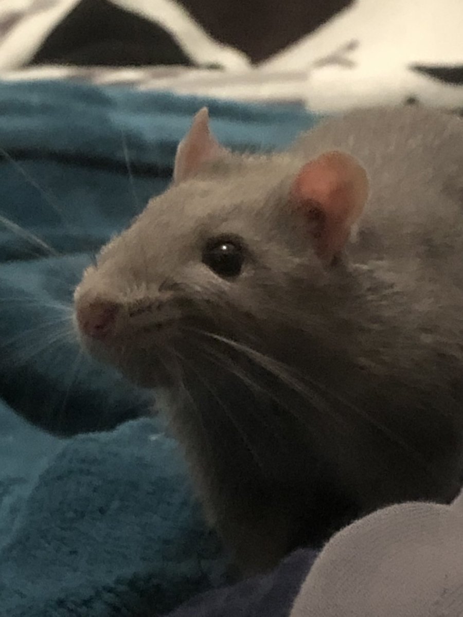 devonobob's tweet photo. @lilithLi23 skyz le petit rat https://t.co/zIm0KioVKe