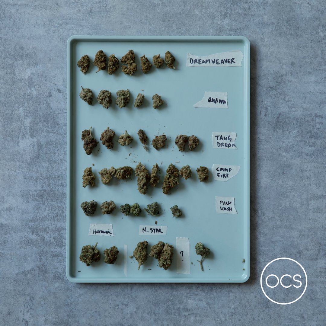 While the experience of cannabis consumption is highly individual, understanding strains may help guide your cannabis shopping and growing decisions. ocs.ca/blogs/cannabis…