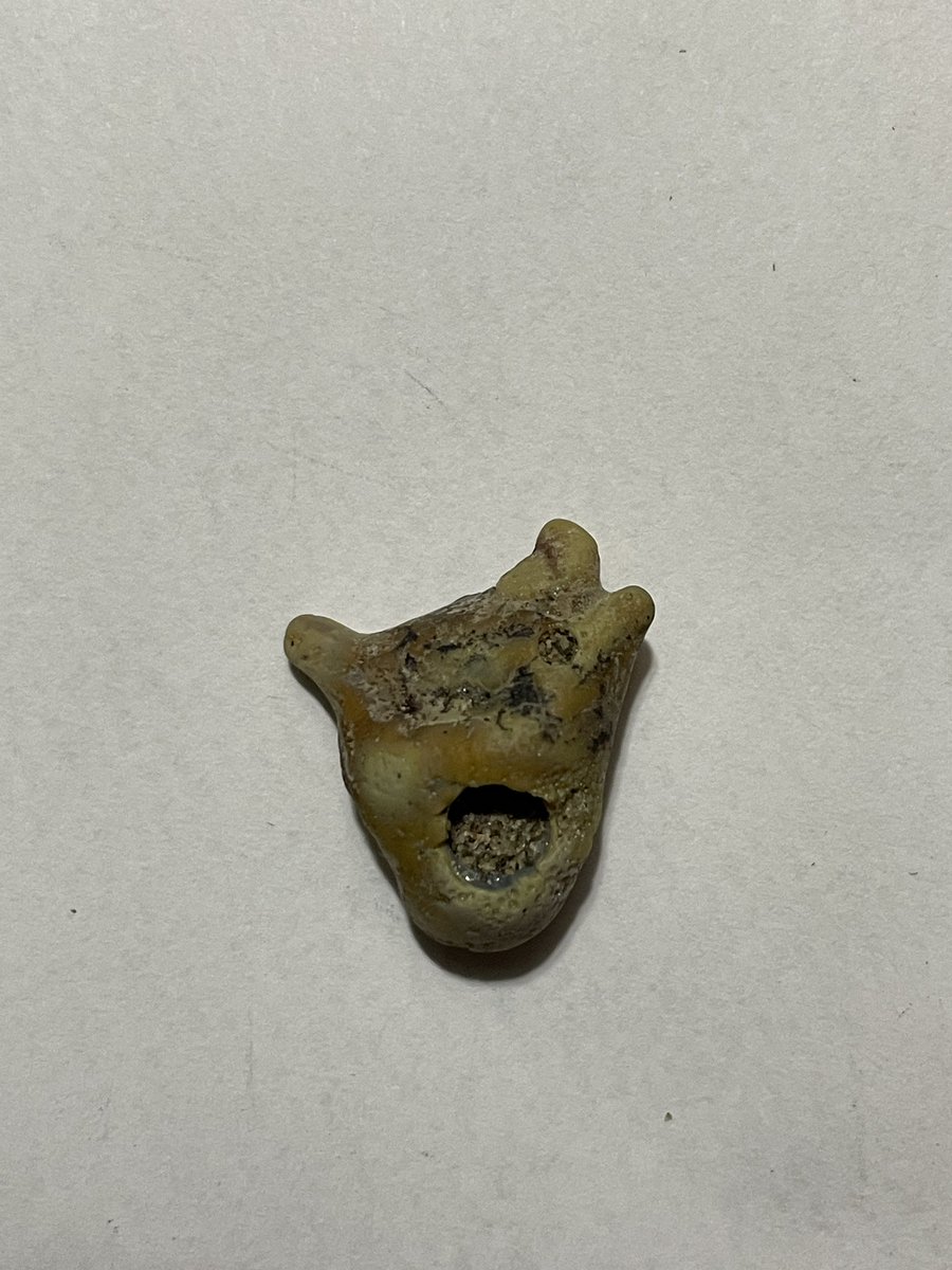 KatNicLeoid's tweet photo. @NS_MNH can you help identify this tooth I found yesterday on the coast of the Atlantic? https://t.co/bfBi2gVIAI