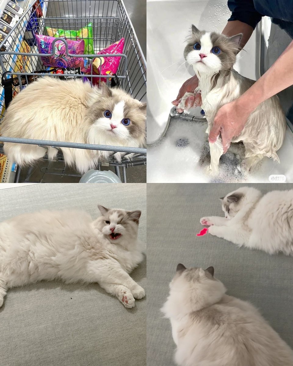 g_eneglaer's tweet image. หลานไม่ได้อ้วนหรอก อาบน้ำละก็เหลือจึ๋งนึง 55555555  แร็คดอลล์ขนฟูขนแน่นอยู่แล้ว น้องแจมินให้กินทั้งวิตามิน จุลินทรีย์ แปรงขน ดูแลดีมากๆๆๆแบบมากๆๆ 9 เดือน 3Lu ขนฟูสะพรั่ง 😂🐱🐱🐱